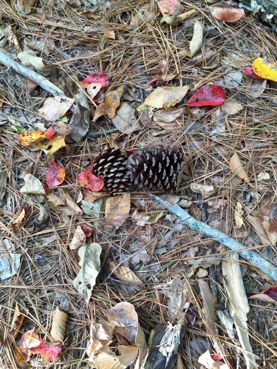 Pine cones on a path. These pine cones were found just as they are...nestled in a autumn leaf litter on a forest path.  