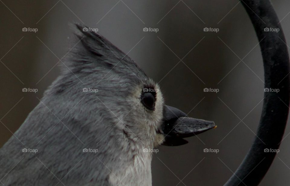 Titmouse at attention 