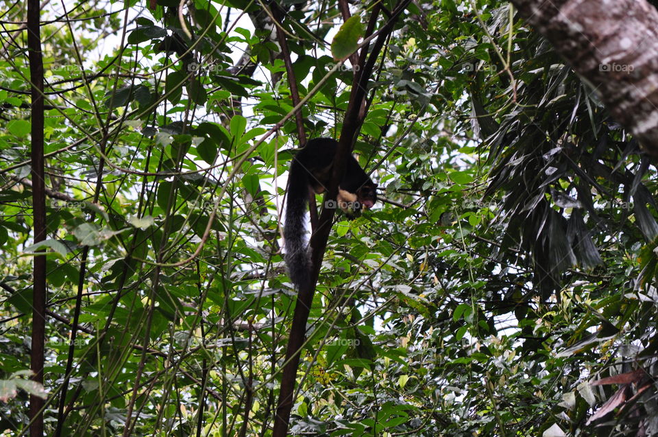 Grizzled giant squirrel