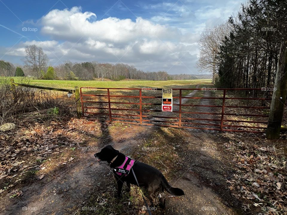 Walking Bonnie 