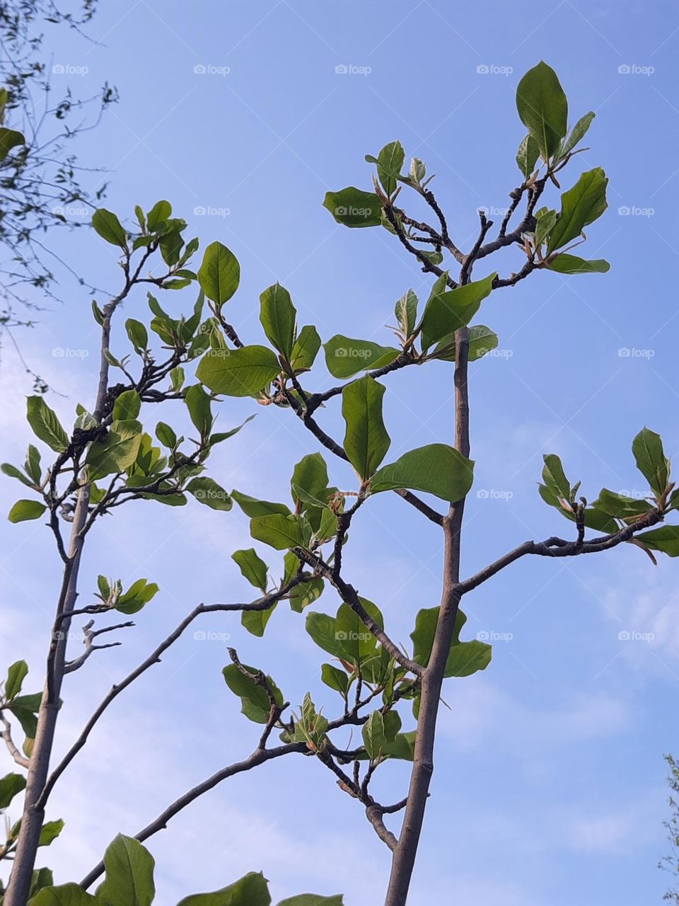 magnolia branches with fresh leaves against blue sky