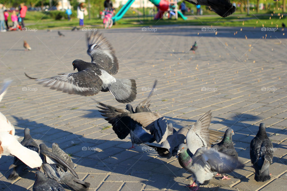 Pigeon, bird, "living being", fauna, nature, park, eat, grains, take off, landscape