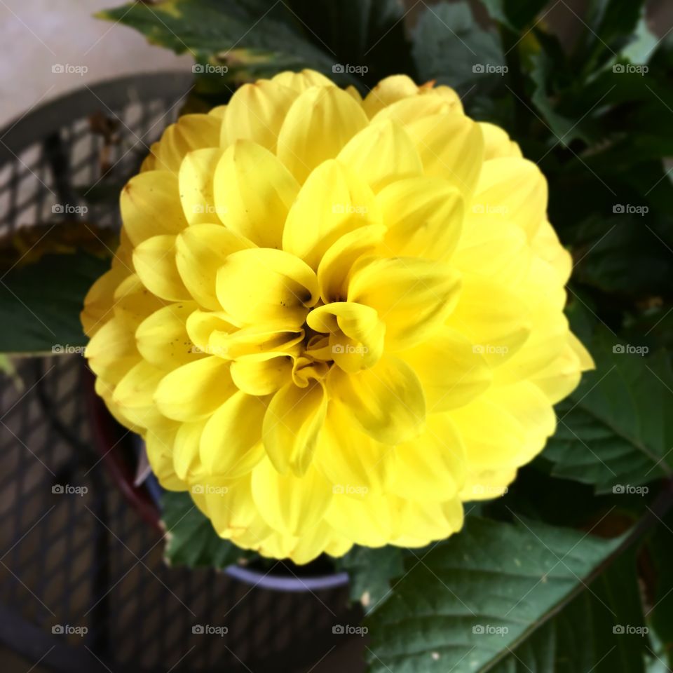 Marigold blossom 