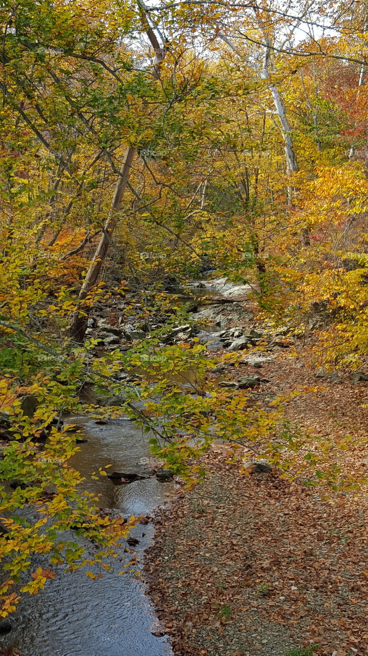 Fall, Leaf, Nature, No Person, Wood