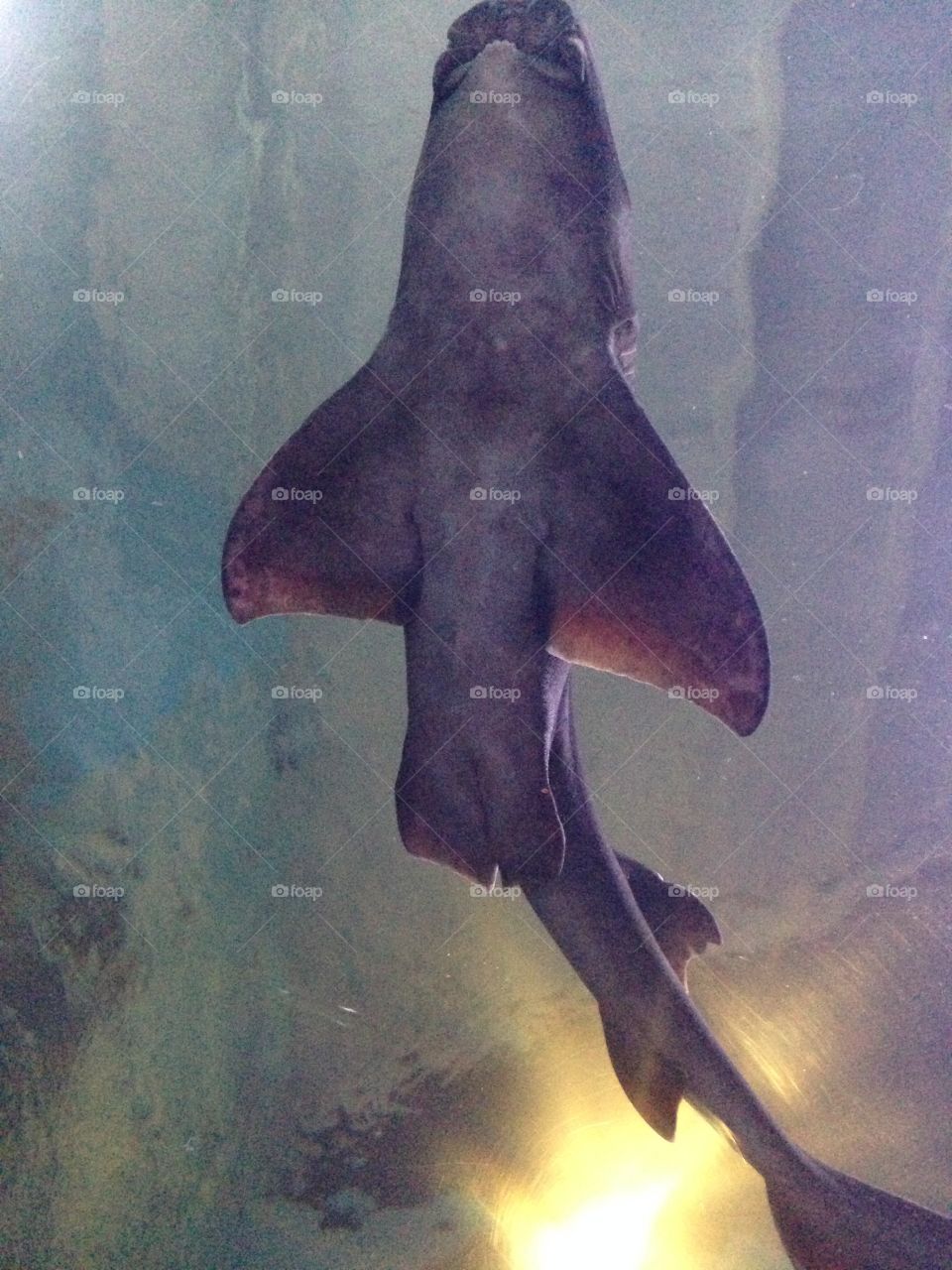 Upwards view showing beneath a shark as it swims above in its waters