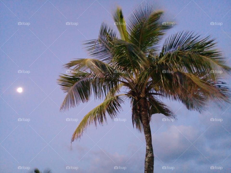 Coconut tree. Its autumn night.