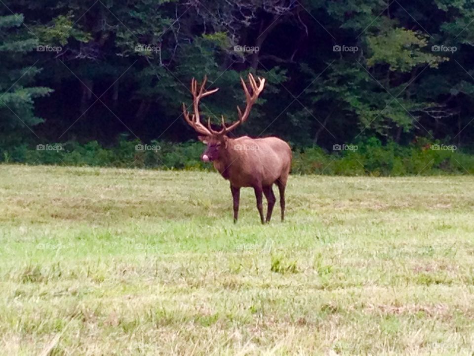 Bull Elk on alert 
