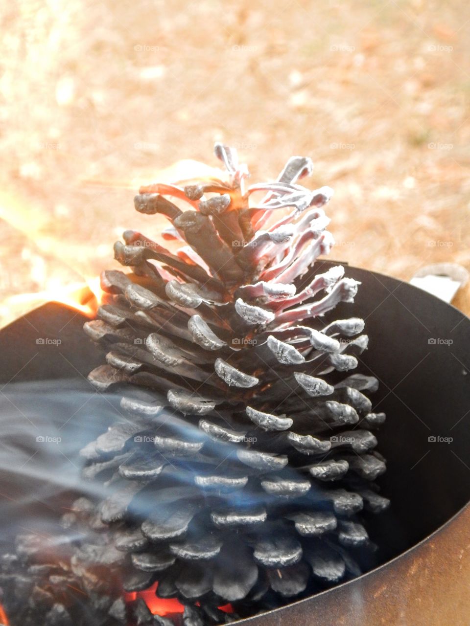 pine cone ablaze
