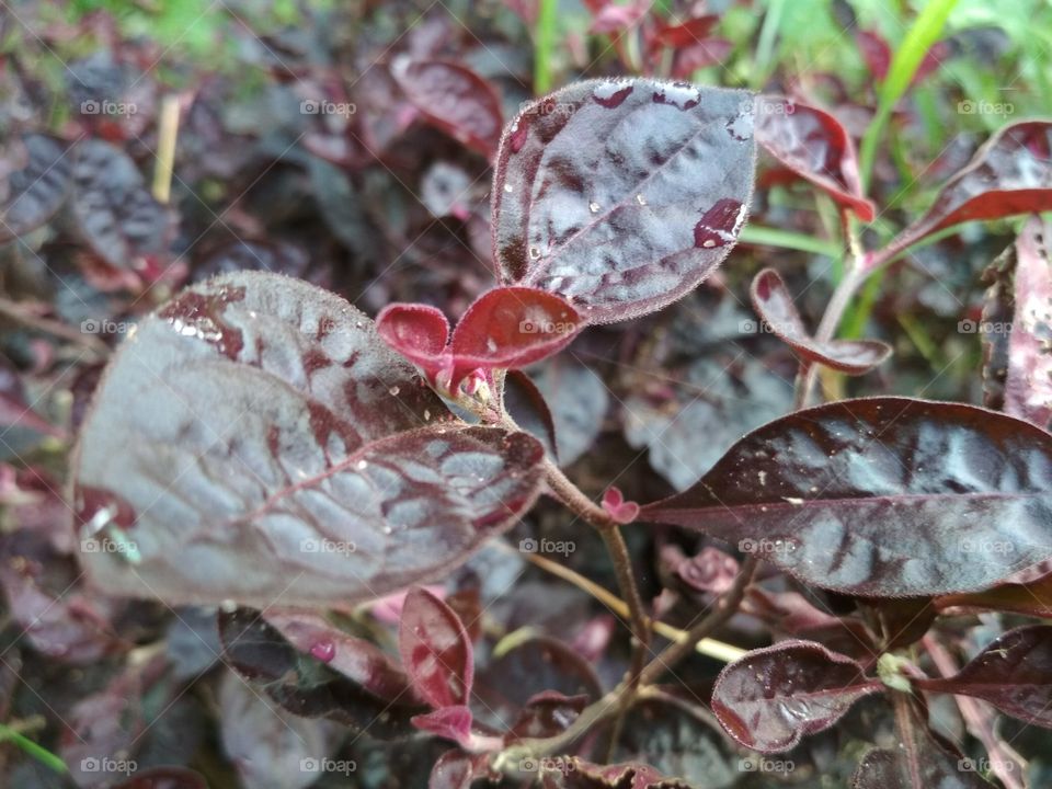 Closeup of red leaves!! Beauty of Dew drops!!