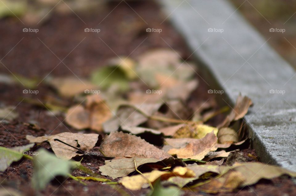 First signs of autumn