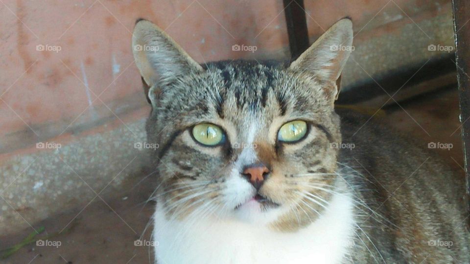 Beautiful cat looking at camera.