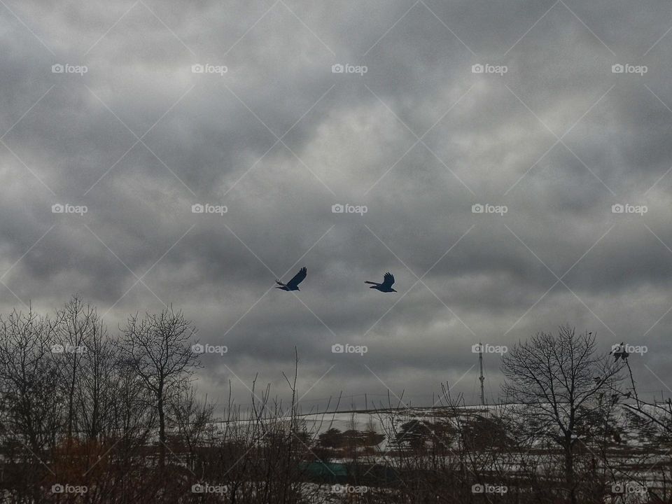 Crows caught in flight