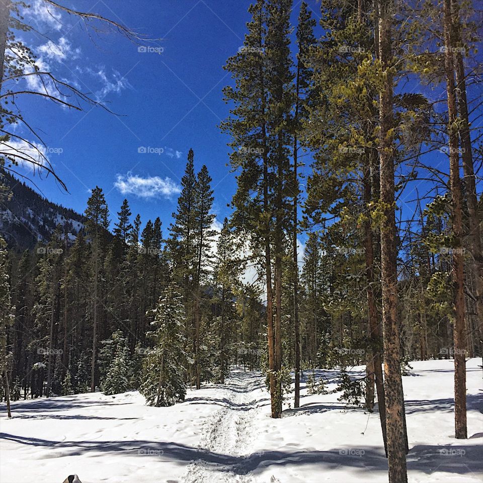 Day 2 in Colorado and I found the enchanted forest to run 