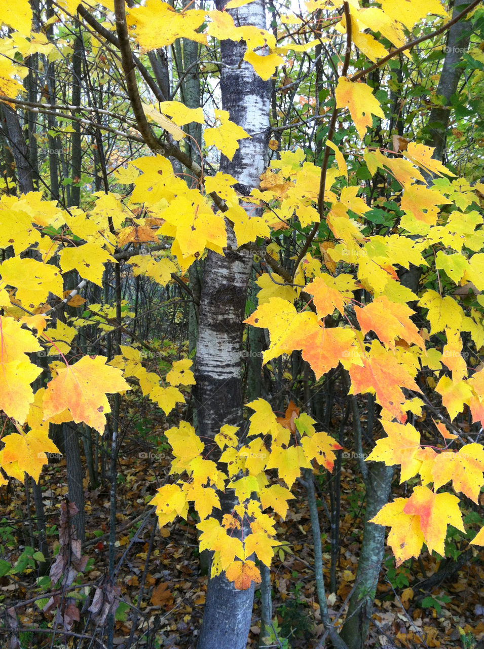 yellow trees leaves fall by peacephotos