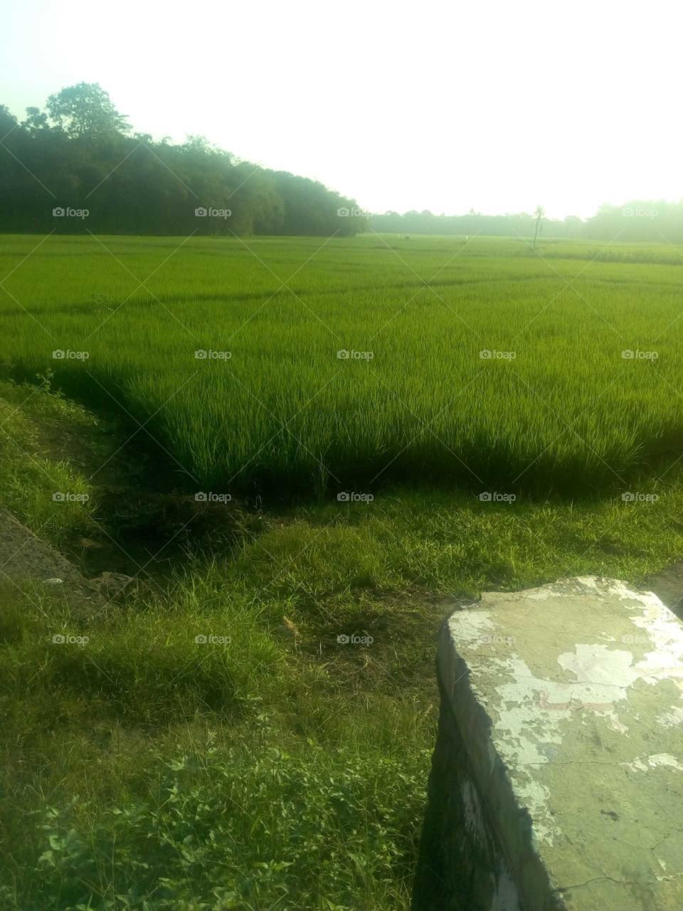 rice field