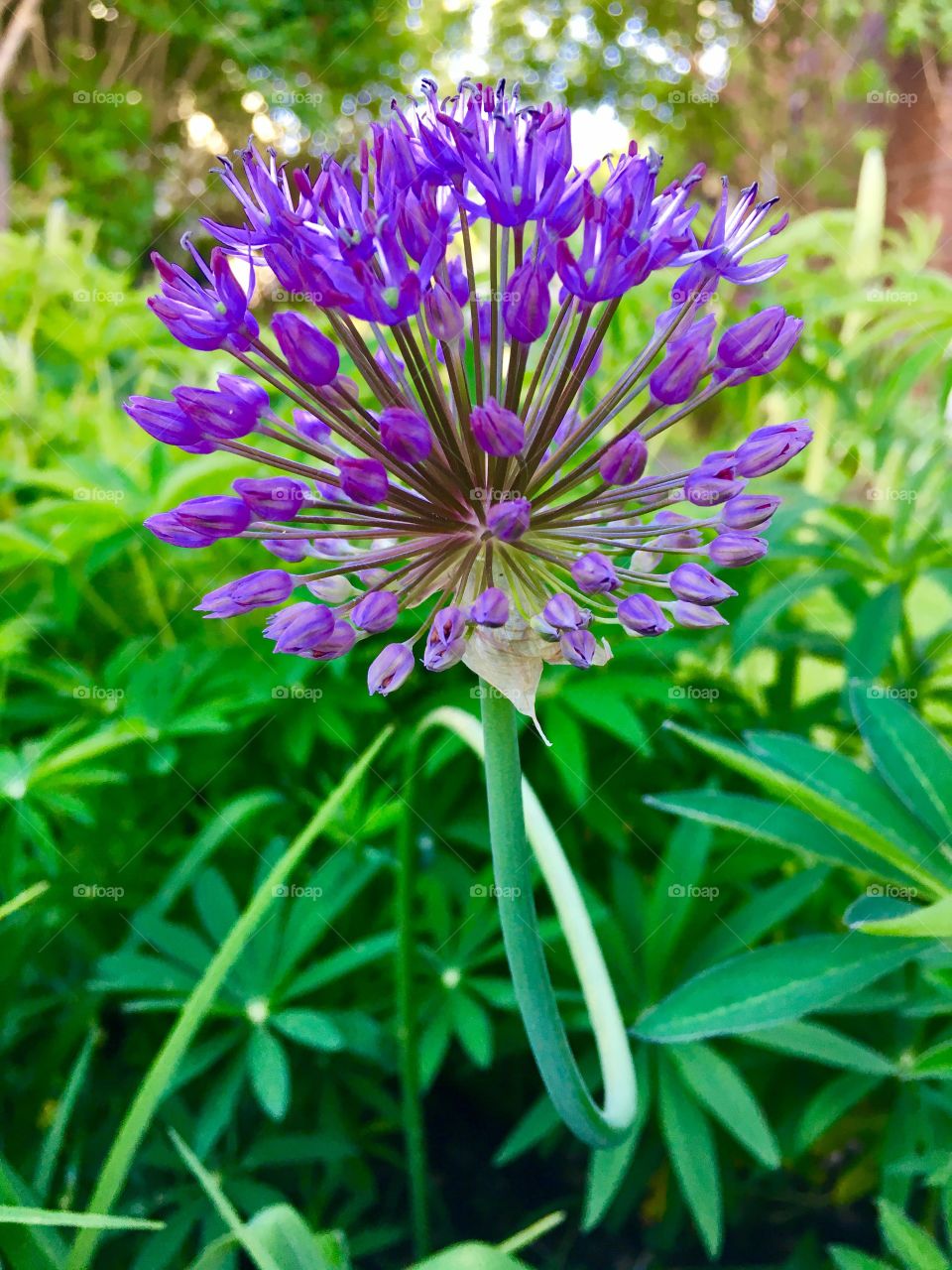 Close up purple flower