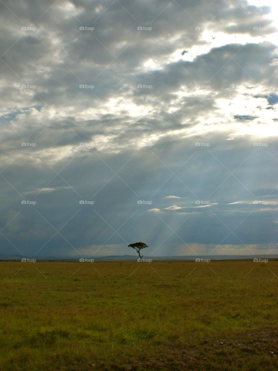 tree africa kenya masai-mara by trvldeb07