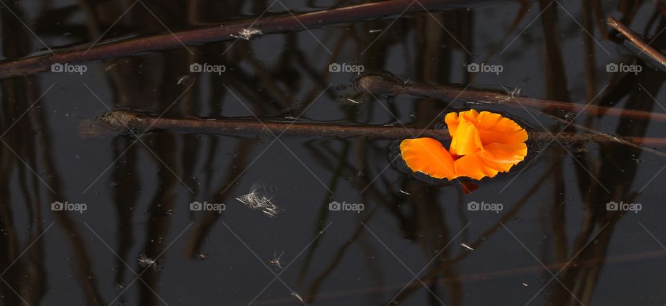 Orange petals