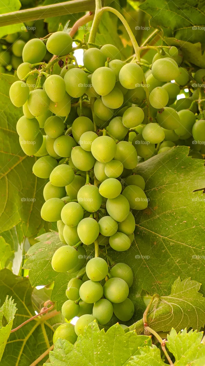 Bunches of ripening green grapes