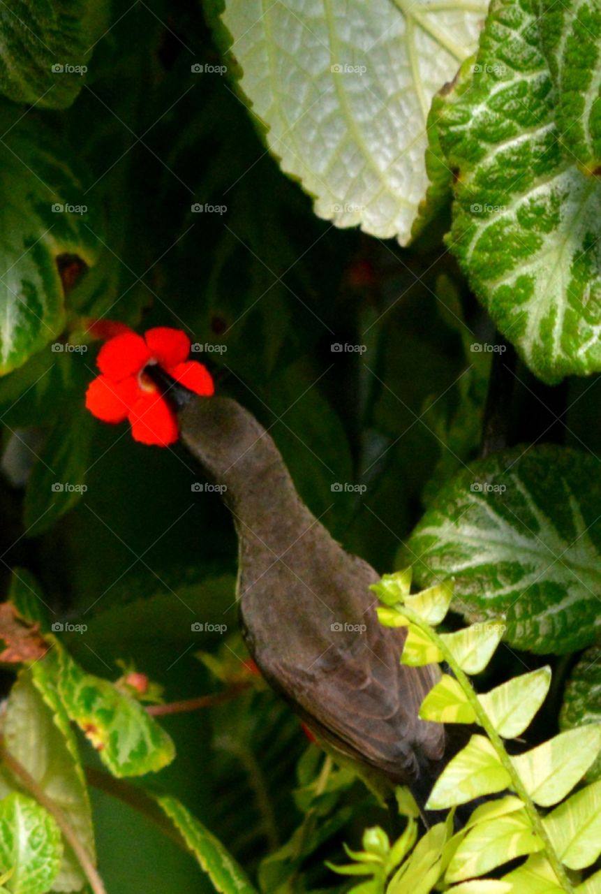 drinking flowers hunny