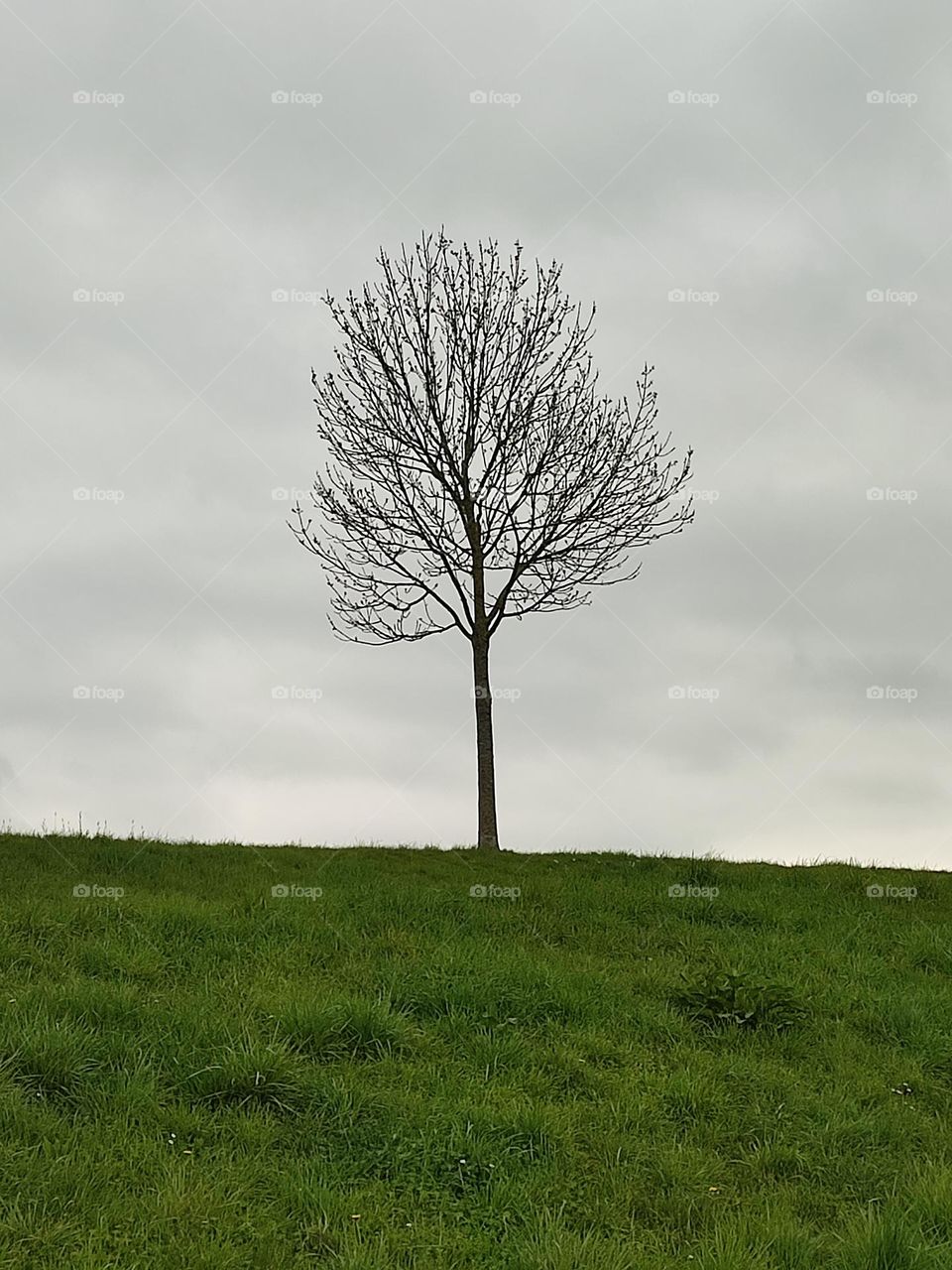 a tree in the middle of everything