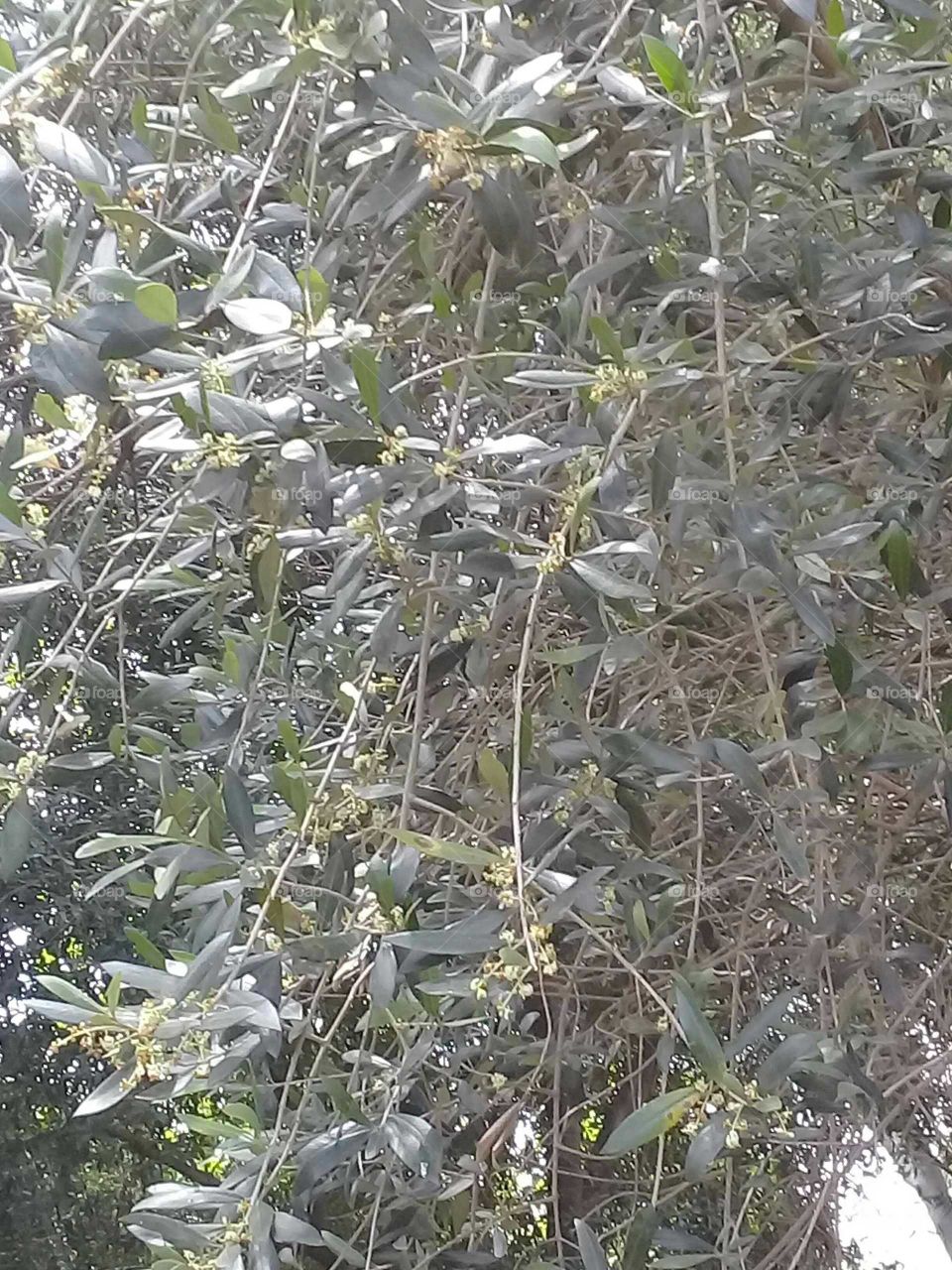 árbol de olivo con frutos (aceitunas)