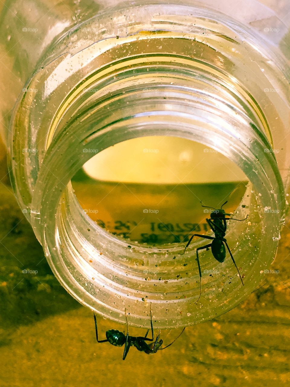 Worker ants crawling inside and outside glass jar polar tone 