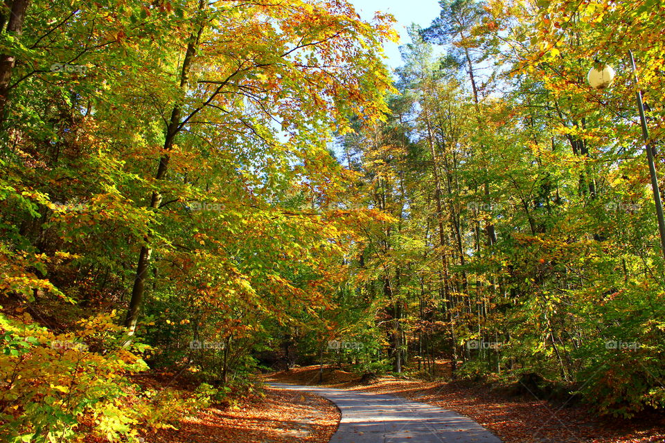 Colorful autumn trees on sunny day