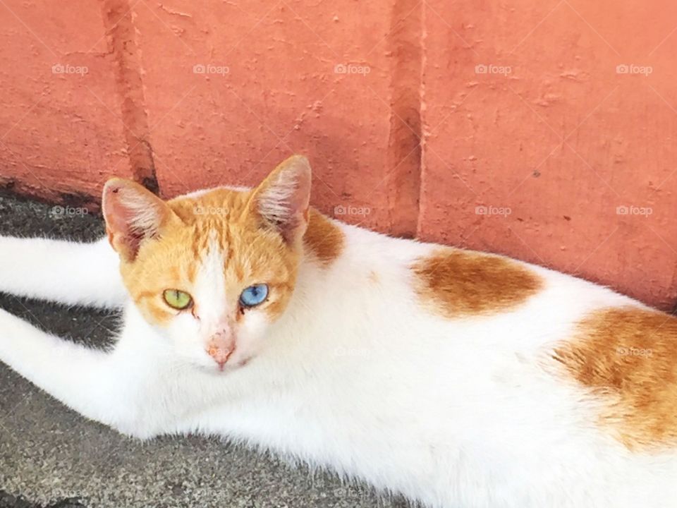 Cat with amazing eyes