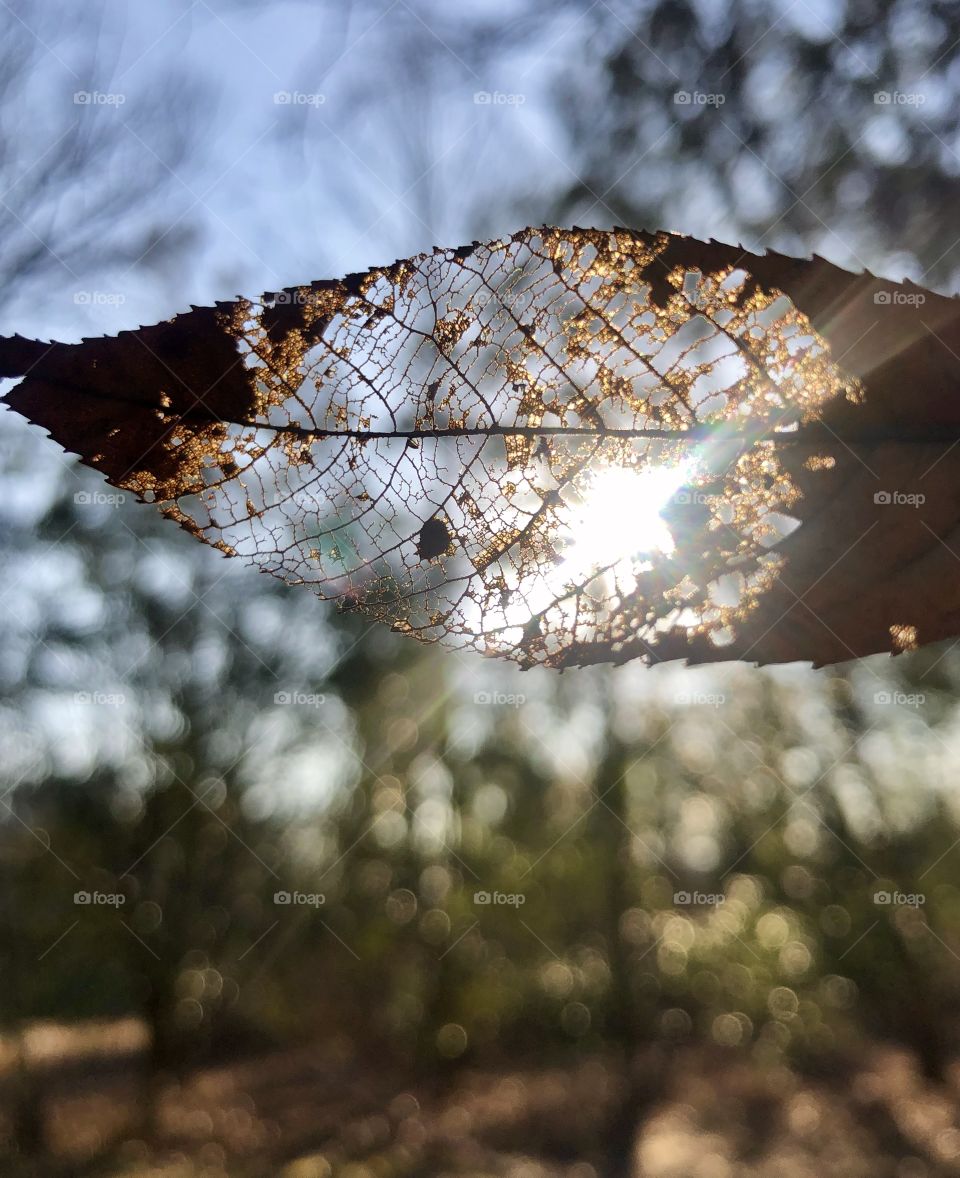 Abstract leaf pattern backlit by sunshine 