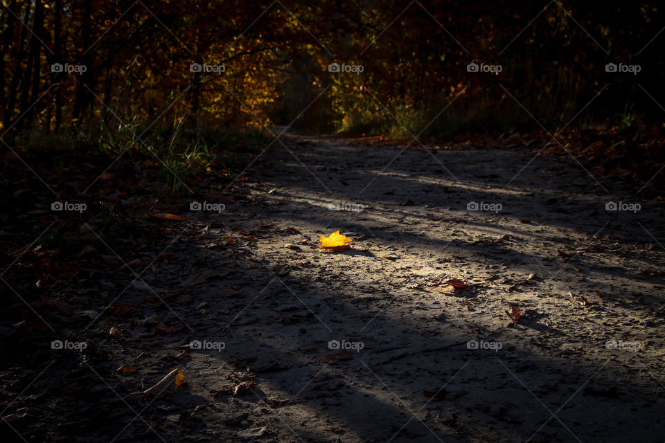 Yellow leaf on grey walking path