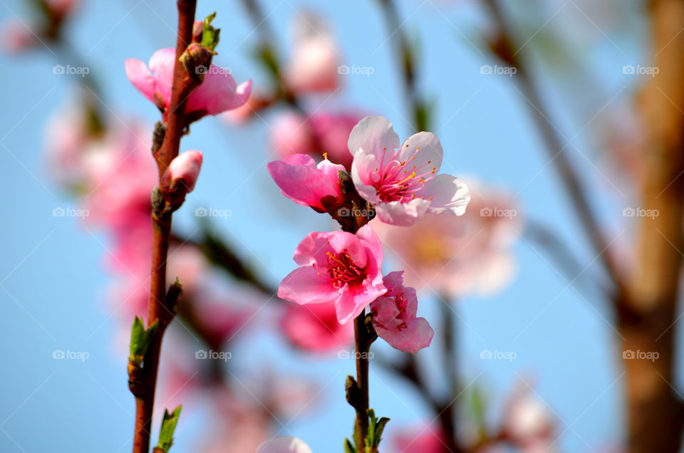 pink cherry blossoms