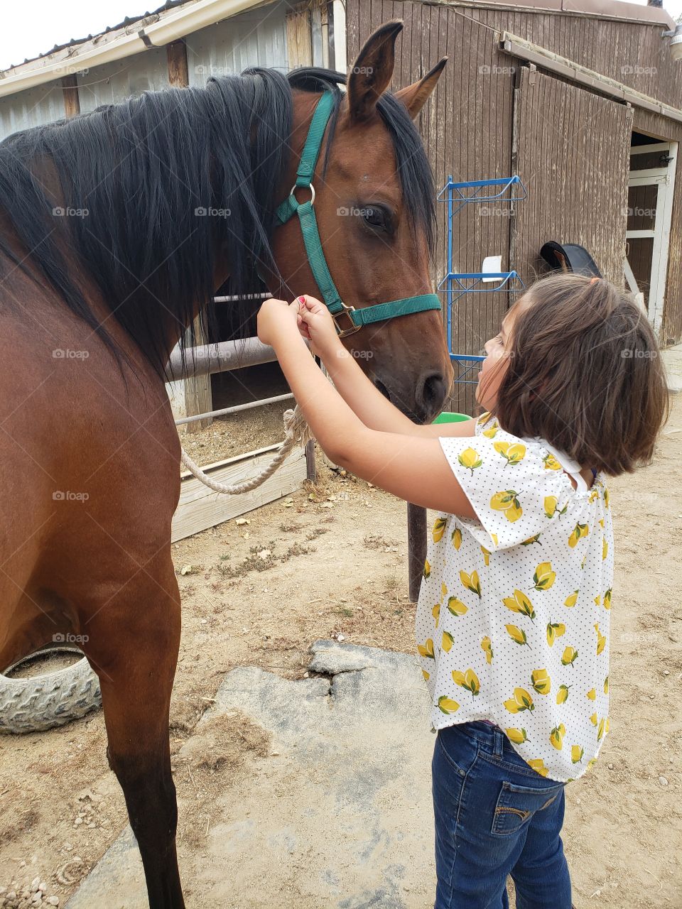 horses mane braiding