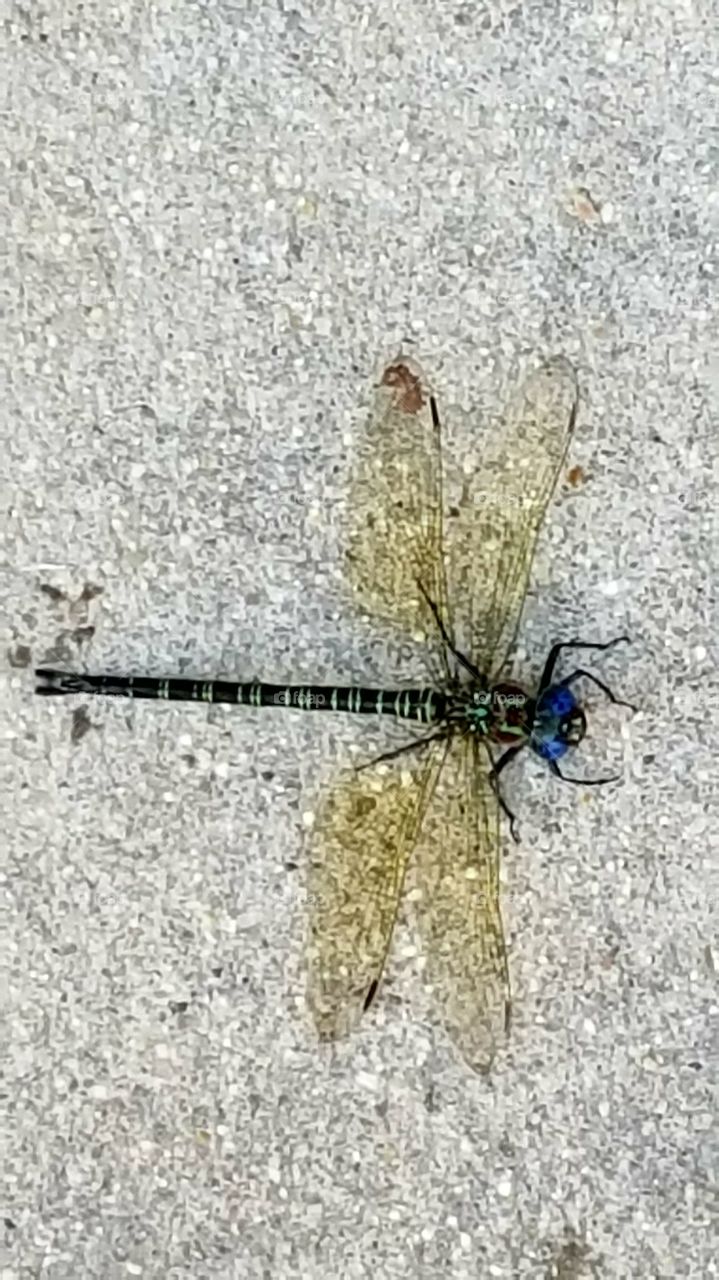 dragonfly
