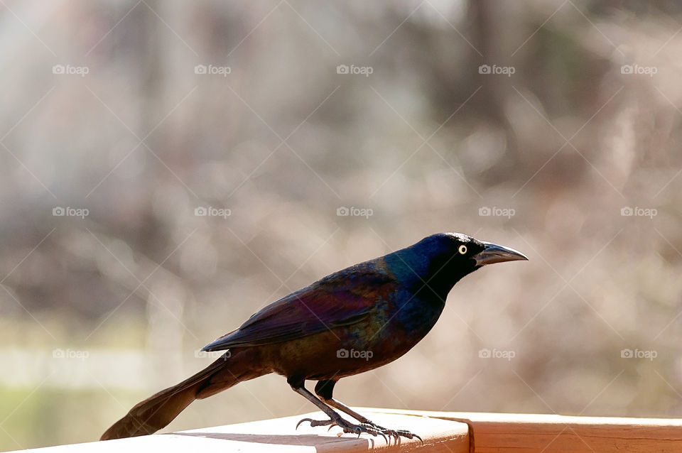 Common grackle on wood