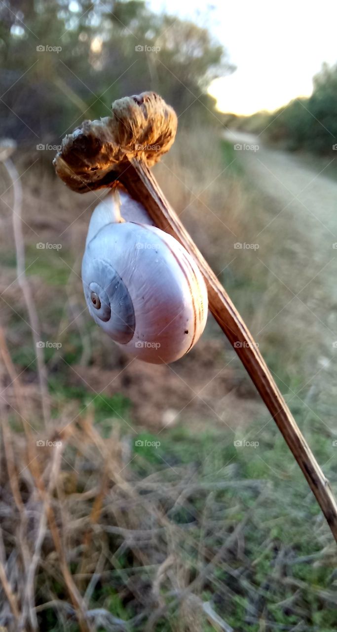 Snail on stalk