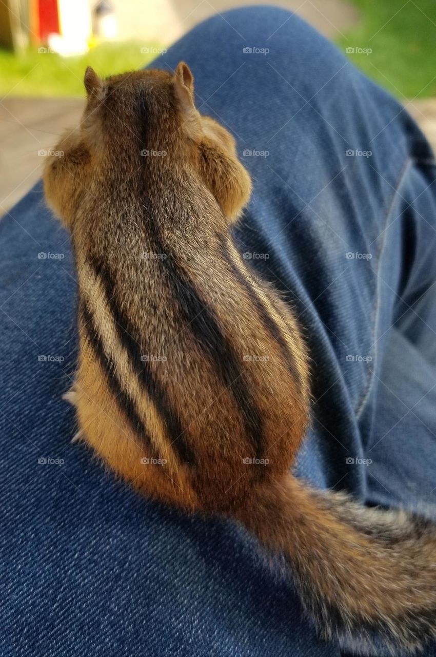 Hanging Out With My Backyard Chipmunk Friend