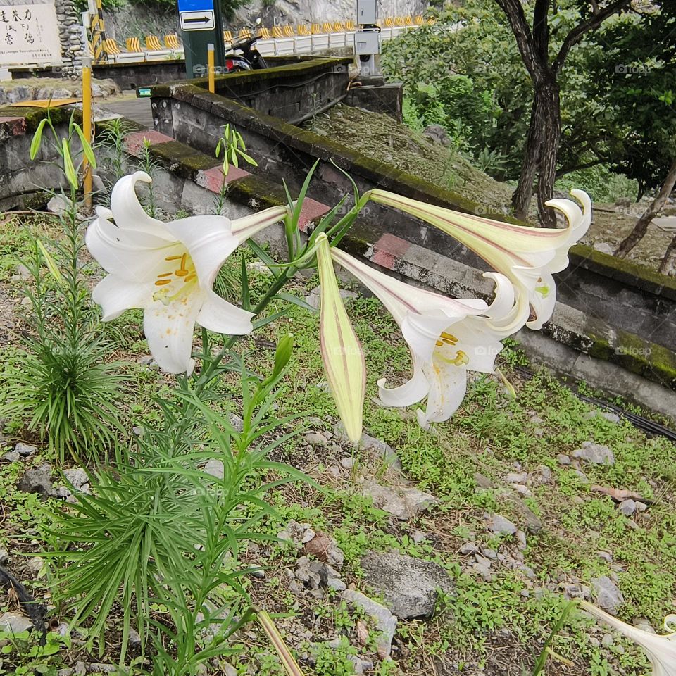 Endemic species of Taiwan wild lily