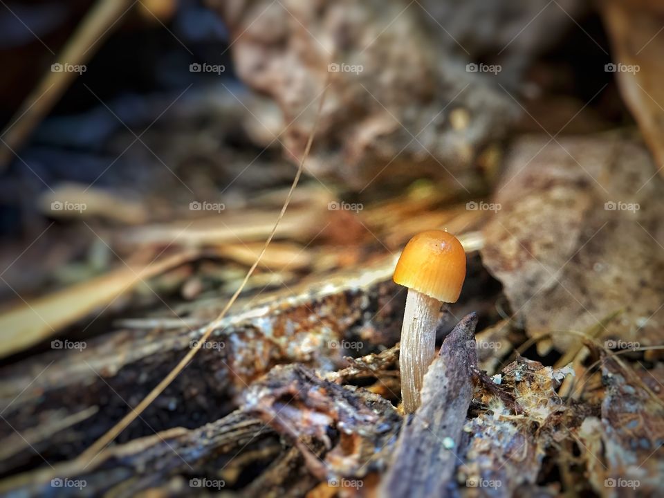 I love mushrooms! They are cute! They are one of my favorite things to take pictures of!