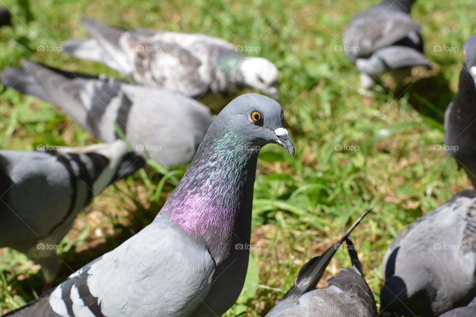 urban birds doves in the city park