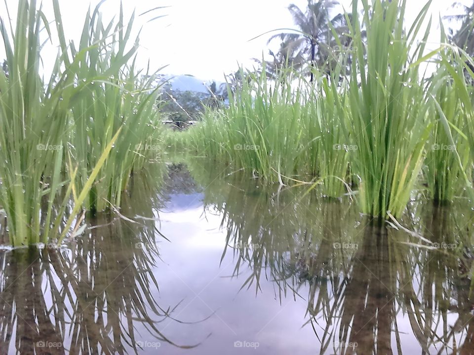 menikmati keindahan alam padi yang baru ditanam