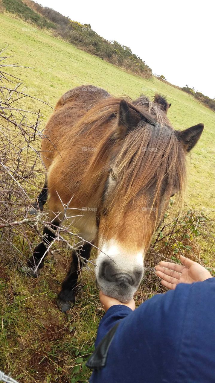 hand feeding pony