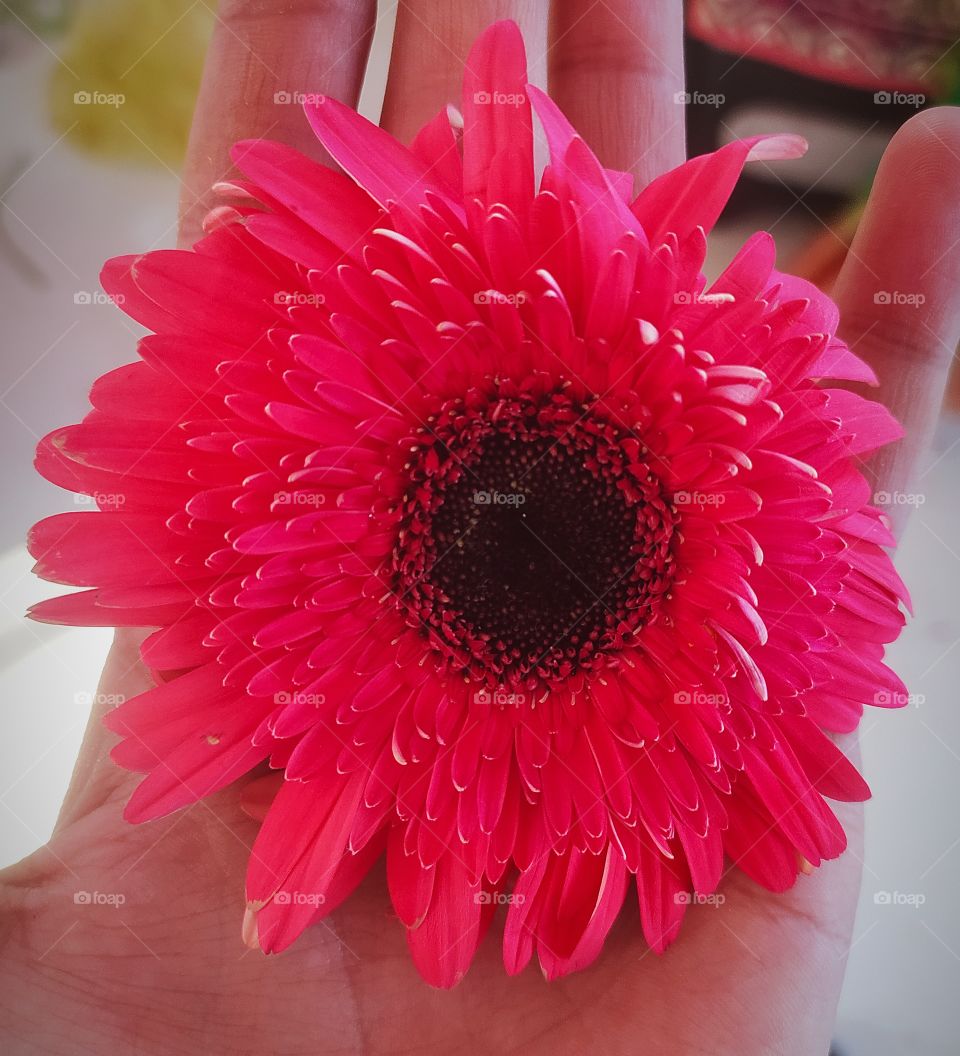 Gerbera Flowers awesome colourfull shot on camera