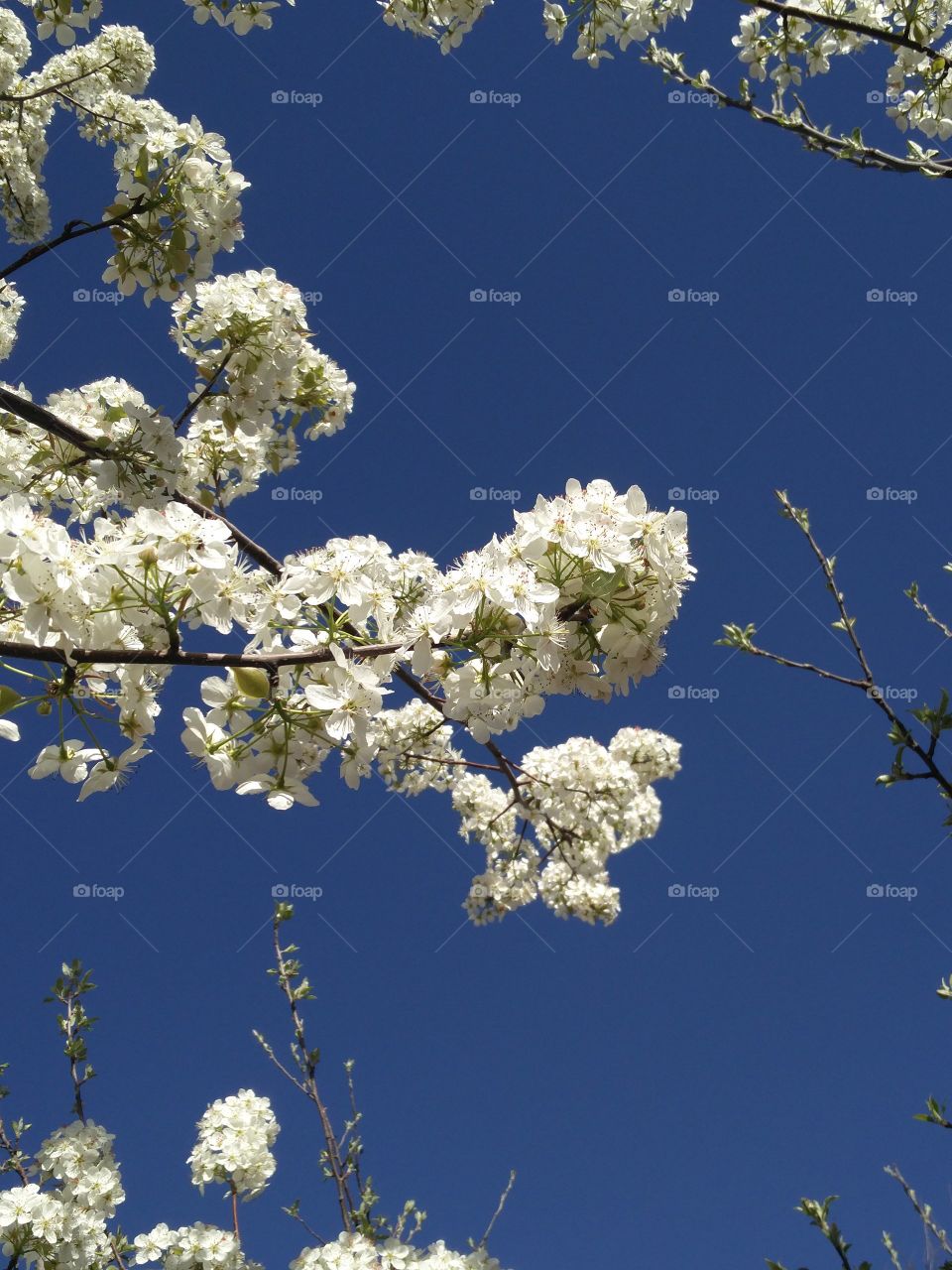 plant potraits flower lover blossoming trees amazing atmosphere environment clean and fresh Air cool view 
📸 Muneeb bhat