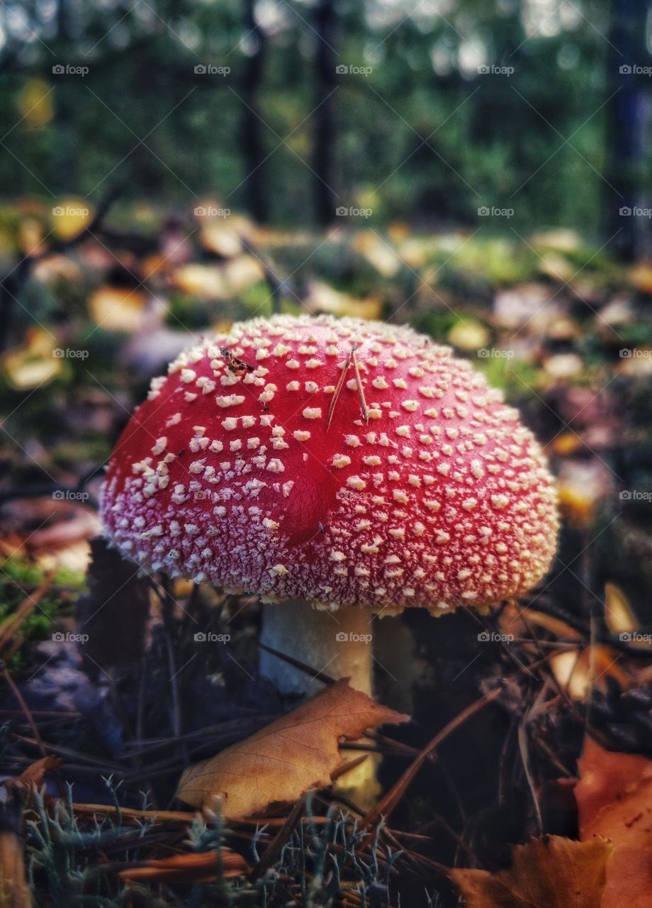 Beautiful Mushroom in the autumn forest