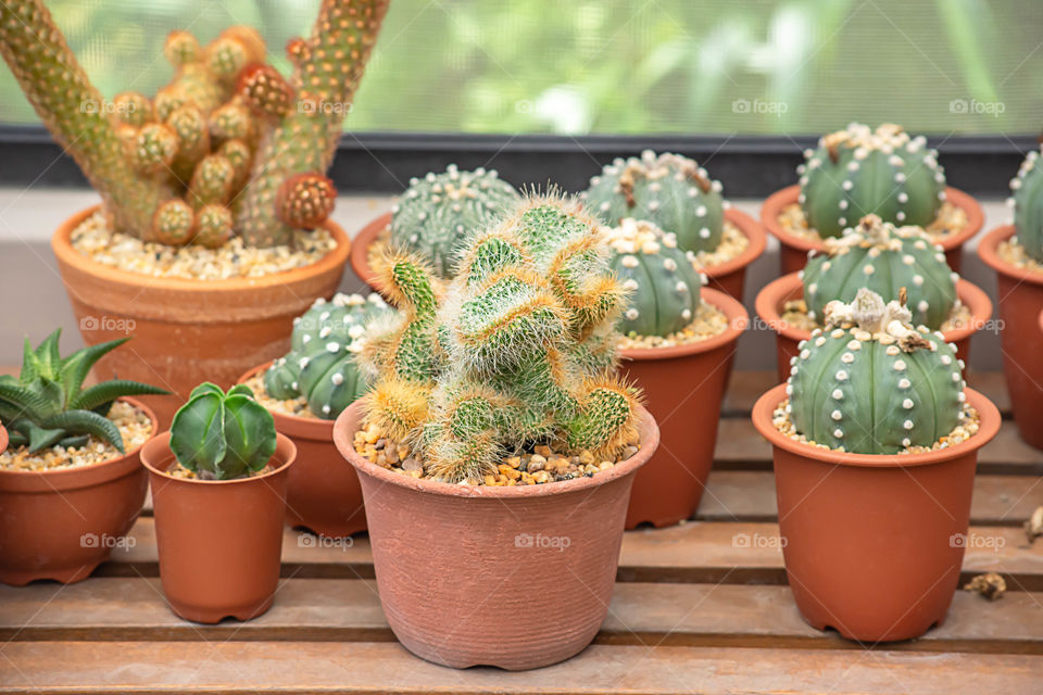 Many Small Cactus For decorative plant on table.