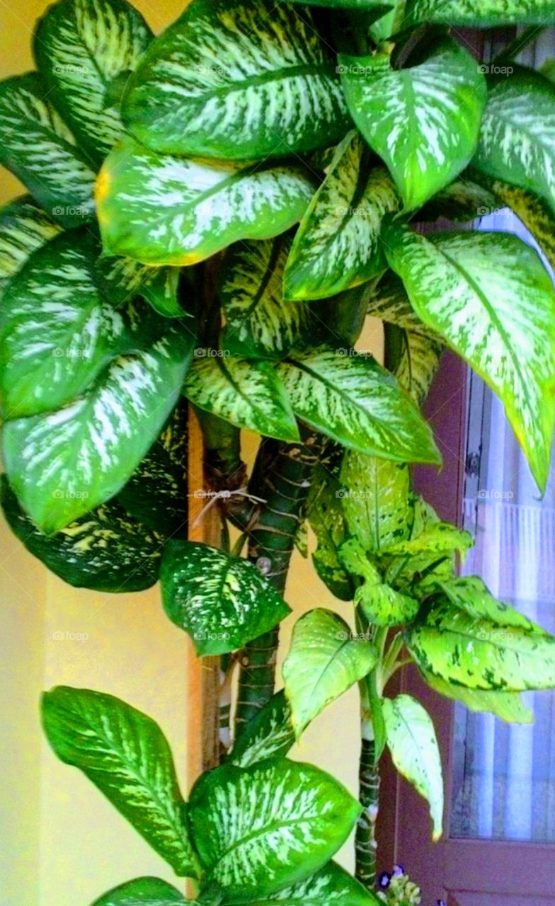 Comigo ninguém Pode