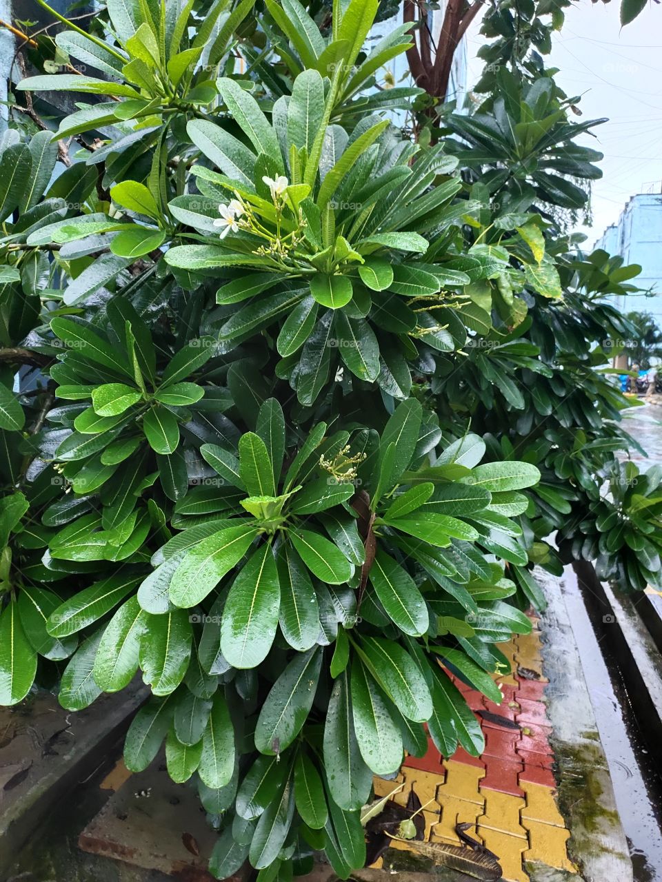 🌴🌴
Champa tree
green World
🌩️🌩️🌨️🌨️🌧️🌦️