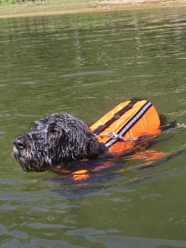 black labradoodle with his orange lifevest on is swimming in the lake at our end of summer camping trip.