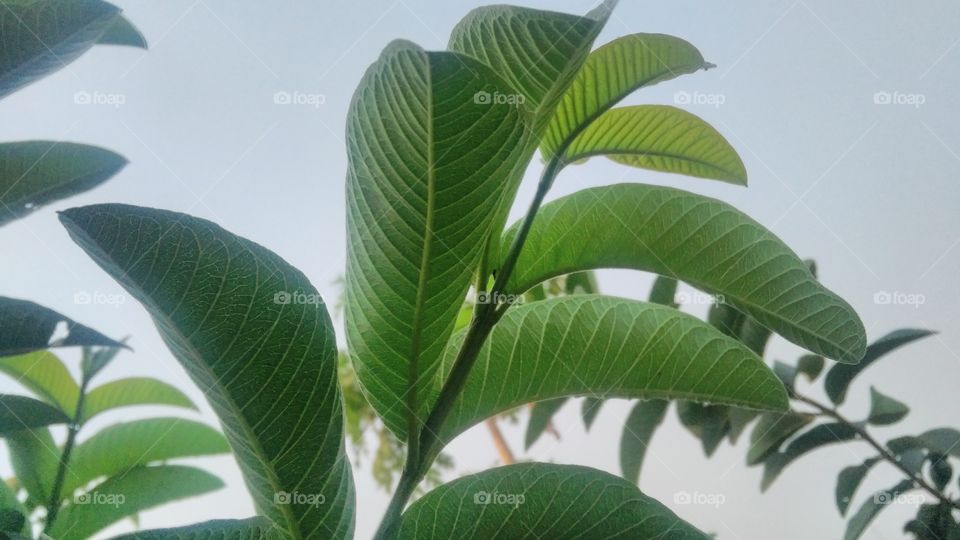 a beautiful guava branch with her leafs.